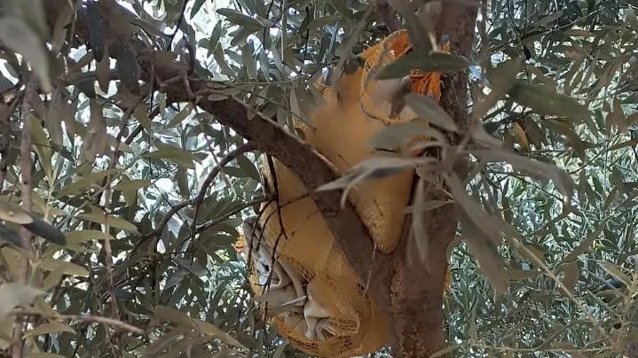 Zeytin ağacına saklanan uyuşturucu ele geçirildi  