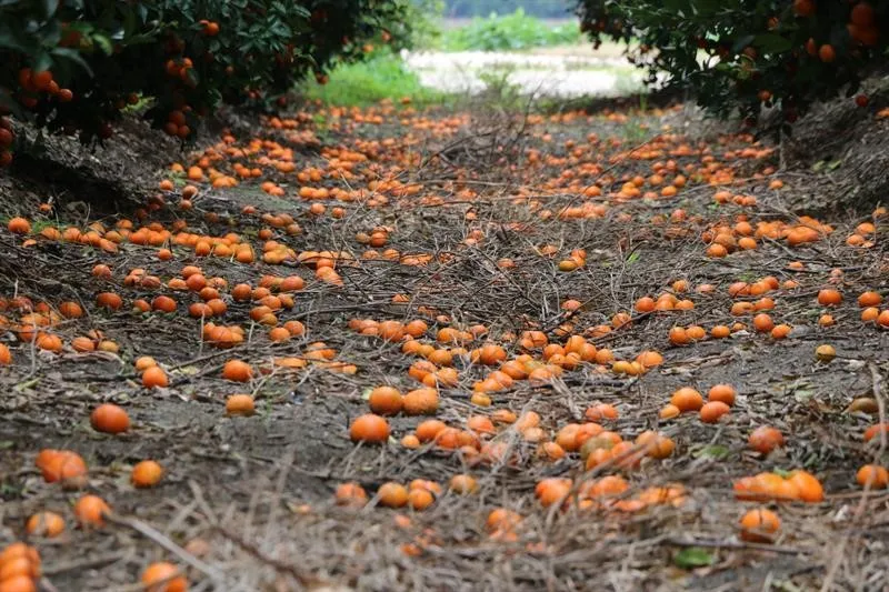 Dökülen ya da ağaçta kalan narenciye Akdeniz Meyve Sineği popülasyonunu artırıyor 