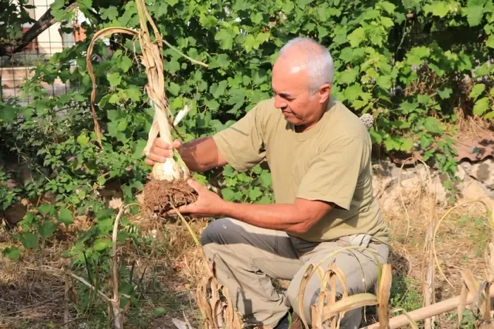 Adana toprağını çok sevdi... Bu sarımsağı görenler hayrete düşüyor