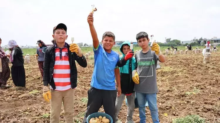 Tarım işçilerinin çocukları, günlük 600 liraya patates tarlasında çalışıyor! Dondurma dağıttılar