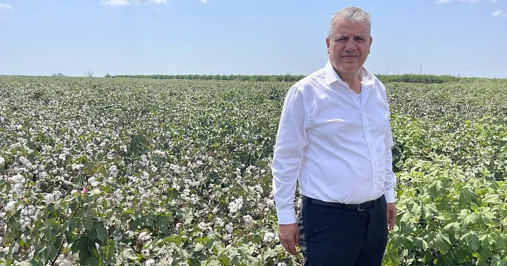 Beyaz altın pamukta hasat yaklaştı, üretici endişeli...