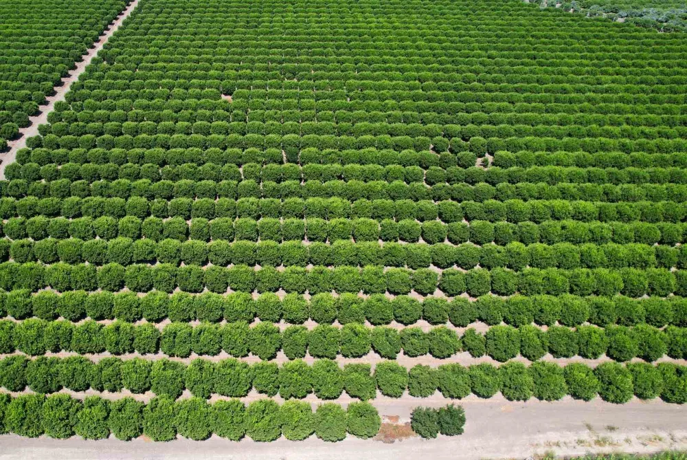 Adana’da limonun fiyatını düşürecek hasat başladı 