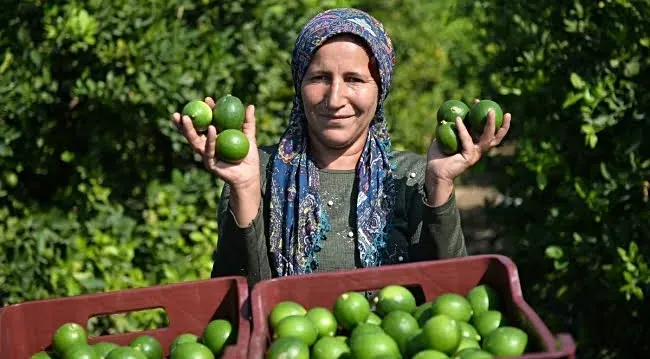 Limon bahçede 8, market ve pazarda 25 lira