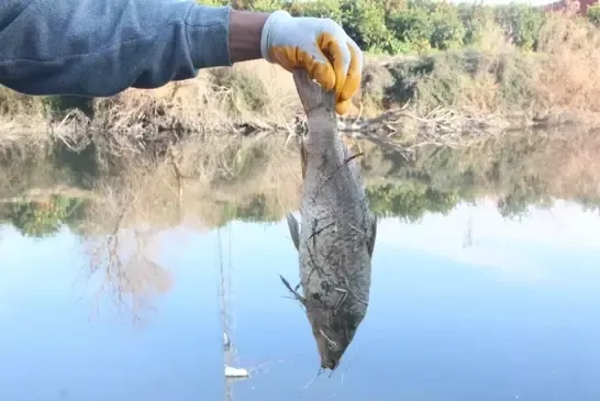 Ceyhan Nehri İçin 