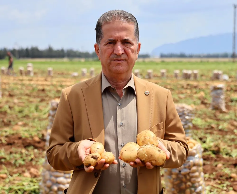 Adana’da patates hasadı başladı, tarlada kilogramı 22-24 lira
