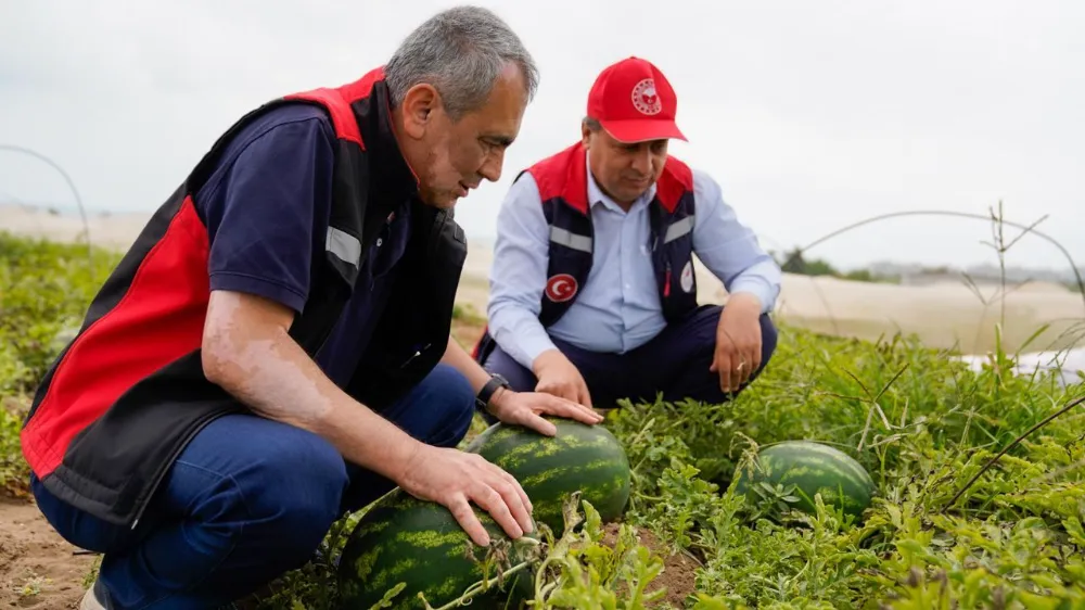 Ceyhan Karpuzu Hasat İçin Gün Sayıyor