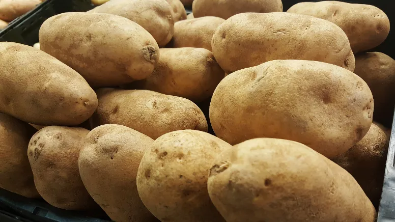  850 ton patates 