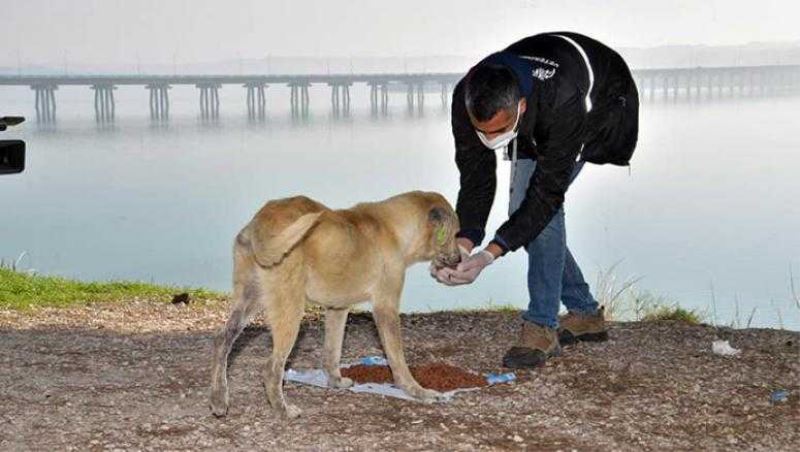 Sokak hayvanları Çukurova’ya emanet...