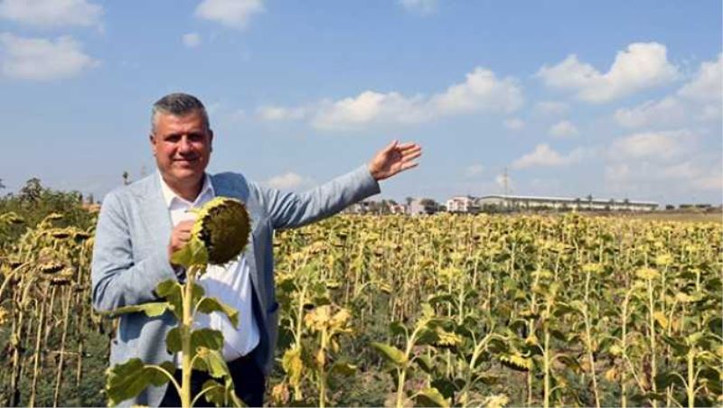 Ayçiçeği üreticisinin mağduriyeti giderilsin