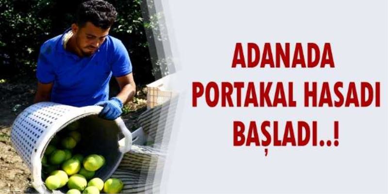 Adanada portakal hasadı başladı..!