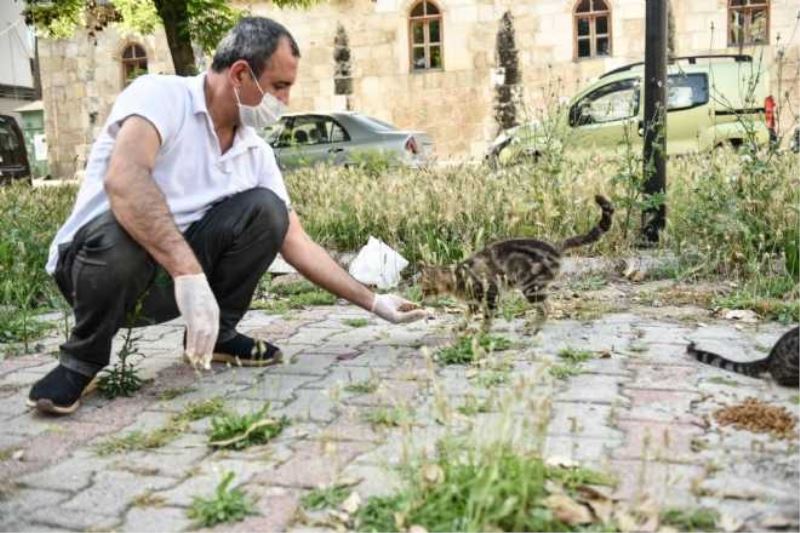 Büyükşehir sokak canlılarının yanında