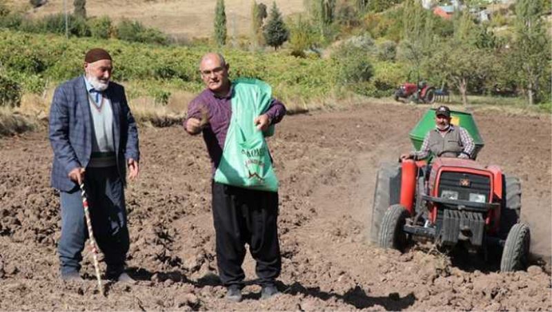 Şalvarlı başkan buğdayı kendi elleriyle ekti..