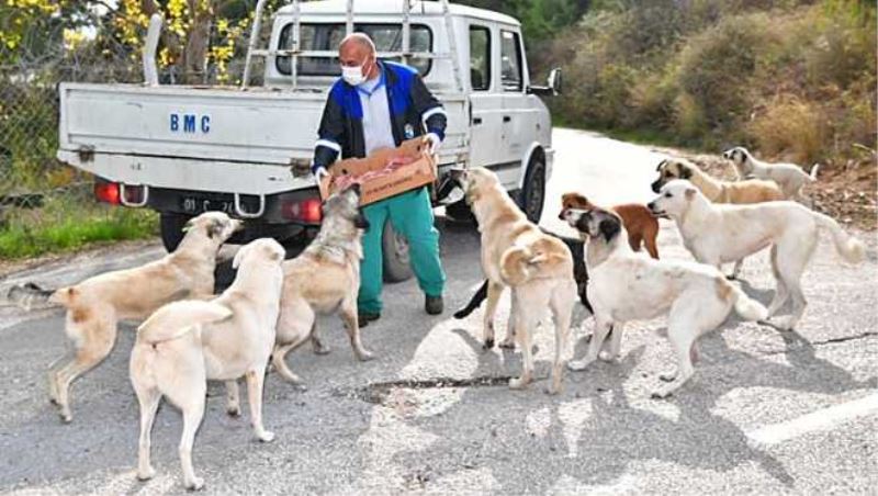 Sokak hayvanları Çukurovaya emanet...